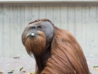 20151103 Basler Zoo 05206