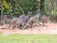 20151103 Basler Zoo 05214