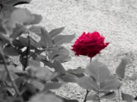 20140527 Schopfheim 0012 : MVS-Fotogroup