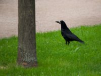 20140527 Schopfheim 0047 : MVS-Fotogroup