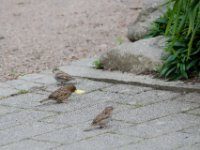 20140527 Schopfheim 0049 : MVS-Fotogroup