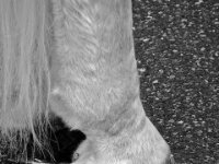 20100509 Hebelfest 250 Jahre 0319 : FestivitaÌten, Umzug