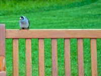 20090614 Australia Density Tour 0312