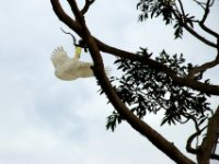 20090614 Australia Density Tour 0351