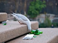 20090614 Australia Density Tour 0392