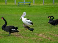20090620 Australia Density Tour 0431  Animals in Adelaide